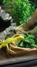 Baby Albino Iguana