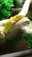 Baby Albino Iguana