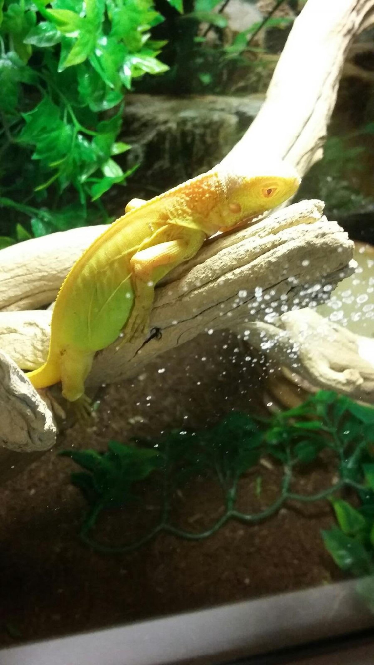 Baby Albino Iguana