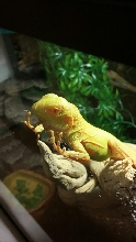 Baby Albino Iguana