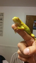 Baby Albino Iguana