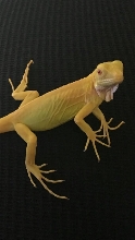 Baby Albino Iguana
