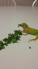 Baby Albino Iguana