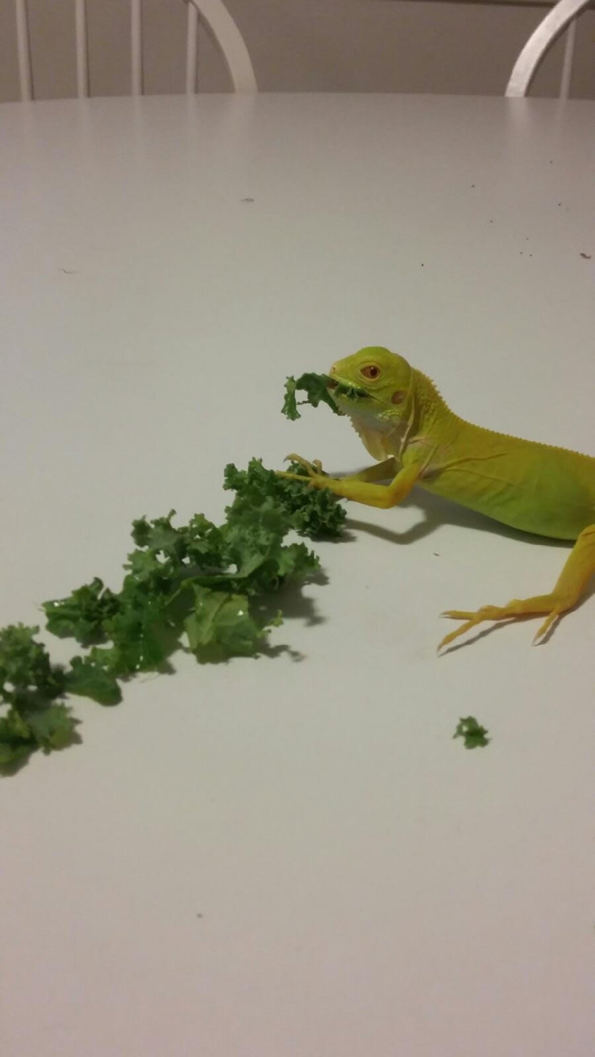 Baby Albino Iguana