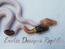 Coralglow Pied and Black Pastel Coralglow Cimera Pied