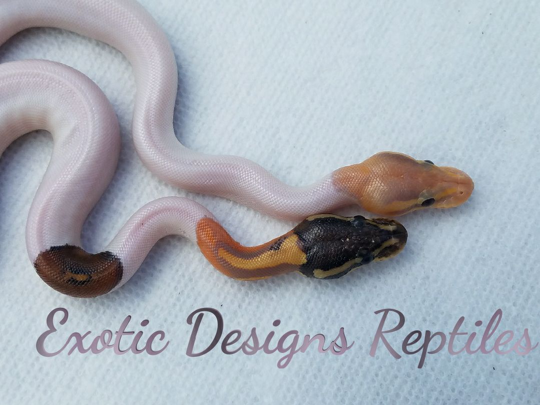 Coralglow Pied and Black Pastel Coralglow Cimera Pied
