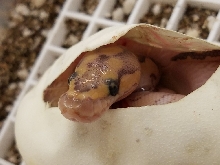 Lesser Clown