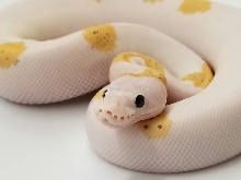 Super Sulfur Mojave