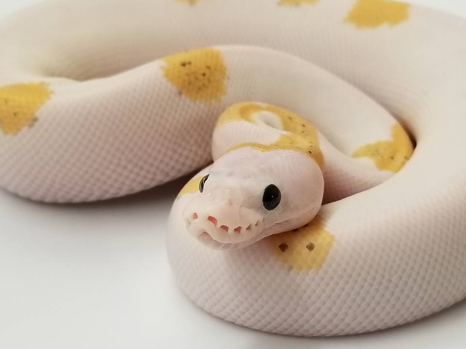 Super Sulfur Mojave
