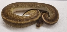 VPI Patternless Ball Python