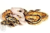 Super Stripe, Potion, Mystic, Pastel Calico