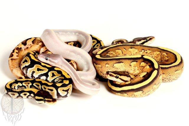 Super Stripe, Potion, Mystic, Pastel Calico