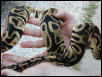 Berkley Male