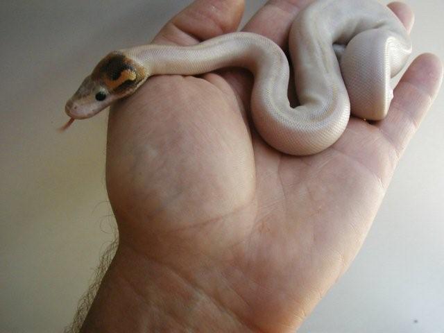 unusual Ivory