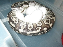 Mystic x Mojave clutch