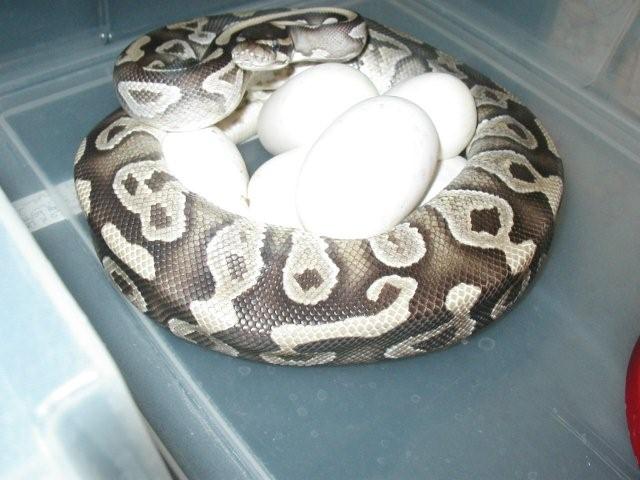 Mystic x Mojave clutch
