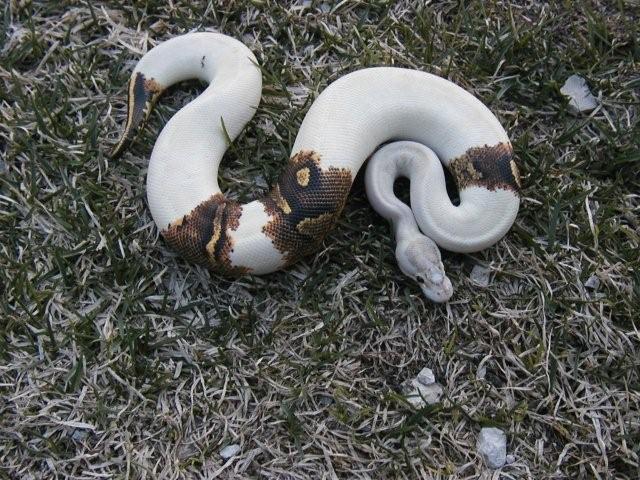 male Paradox Ivory