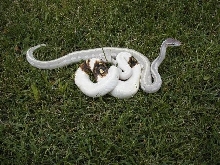Paradox Ivory male 08 -n- Mystic Potion male 09