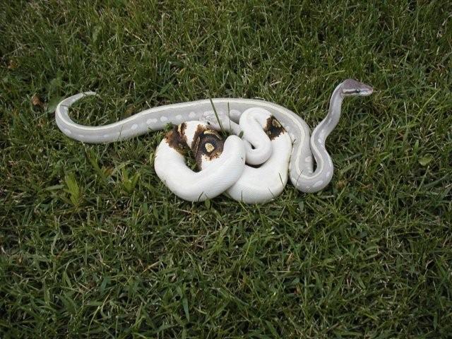 Paradox Ivory male 08 -n- Mystic Potion male 09