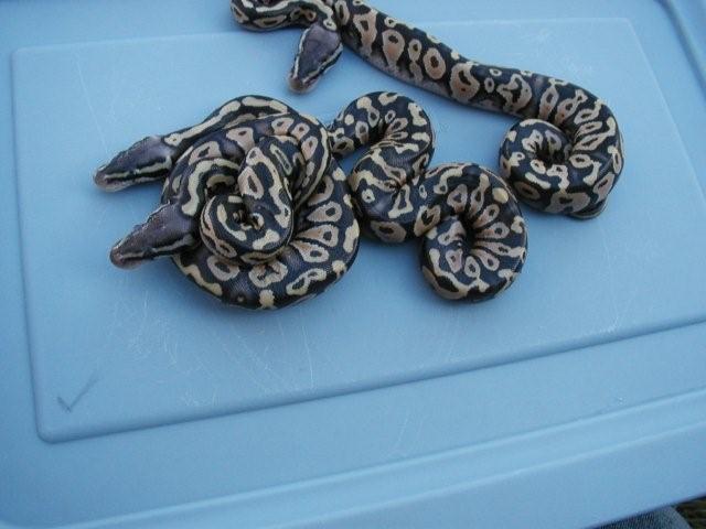 Pastel Mystics!!!!