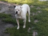 Romeo