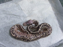 Super Pastel Mystic