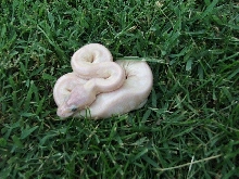 Sulfur Crystal Mojave