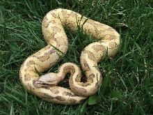 vanilla creme
