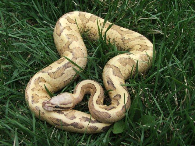 vanilla creme