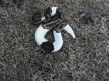 dark female pied 3/09