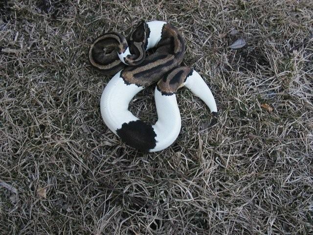 dark female pied 3/09
