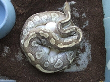 Fire Mojave (sulfur line fire) x Super Vanilla YB