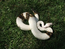 Paradox Ivory May2010
