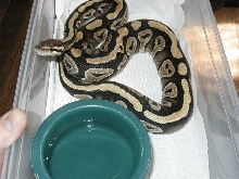 nice lookin fem mystic