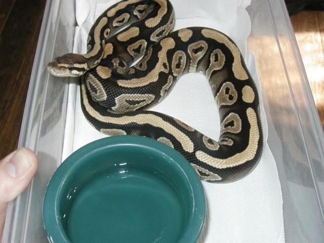 nice lookin fem mystic