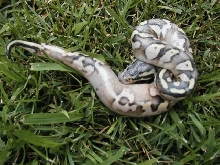 Pastel Calico