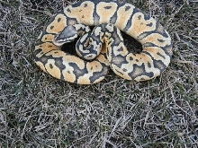 pastel ghost male 3/09