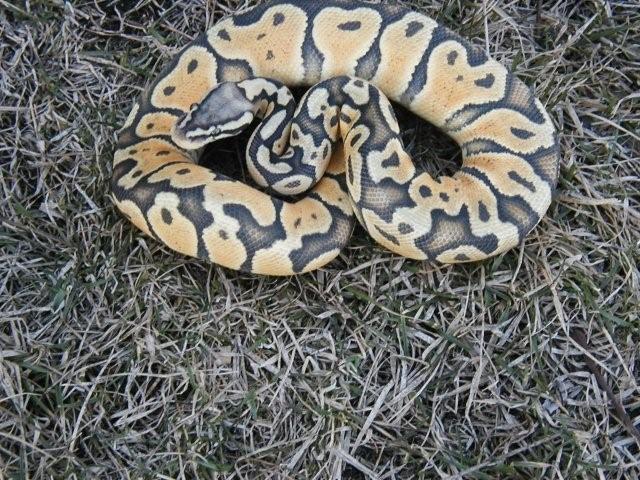 pastel ghost male 3/09