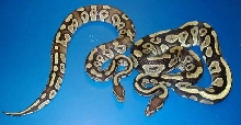 comparison photo Mojave and Import