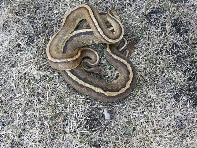 nice pair of G Stripes 3/09