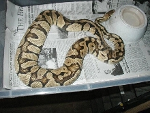 pastel ovulation from calico breedings