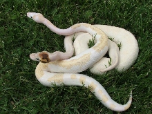 Paradox Ivory , Super Fire Paradox  (Blk Eyed)
