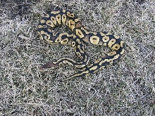 pastel mystic male