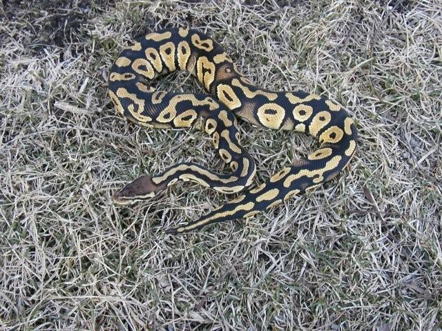 pastel mystic male