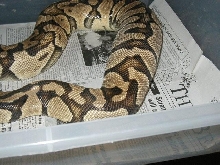 ovulation x calico
