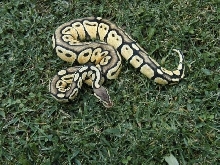 Pastel Poss Het Genetic Stripe female
