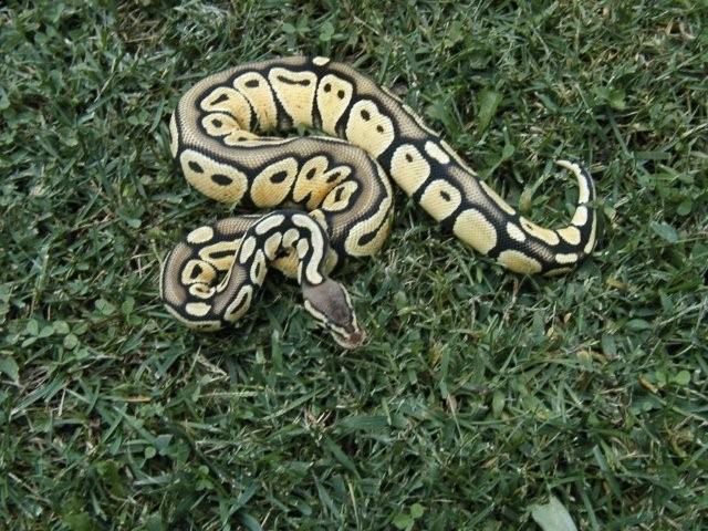 Pastel Poss Het Genetic Stripe female