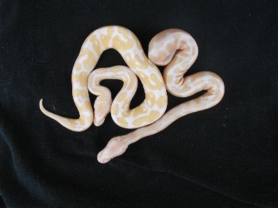 Albino Hatchlings