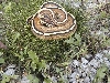 Cyclone     AKA Super Stripe  on grass