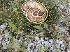 Cyclone on grass 150 grams